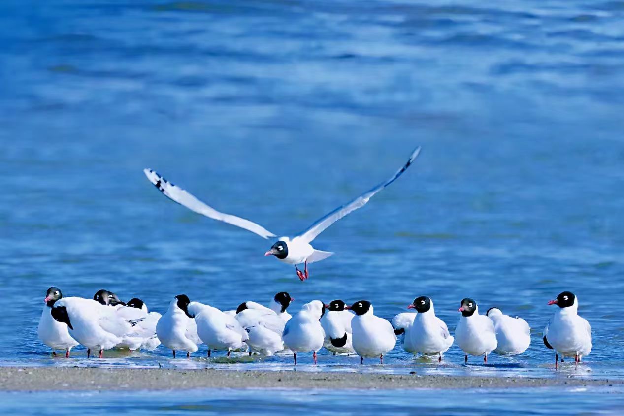 1691050769649860.jpg 4b1598cca1b92ced58184532b90285d.jpg