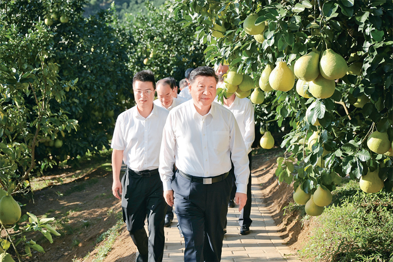 　　2025年11月7日至8日，中共中央總書記、國家主席、中央軍委主席習(xí)近平在廣東考察。這是7日下午，習(xí)近平在梅州市梅縣區(qū)雁洋鎮(zhèn)南福金柚種植基地考察。